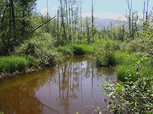 open water in alder swamp, Cascade Trail near Minkler Lake, Skagit County, Washington