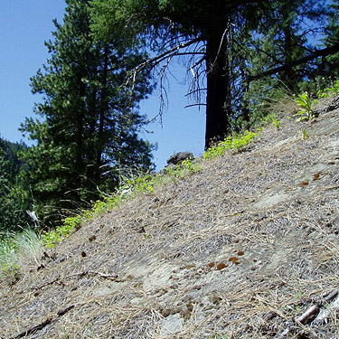 hot, exposed slope in pine stand, East Fork Mission Creek at Peavine Canyon, Chelan County, Washington