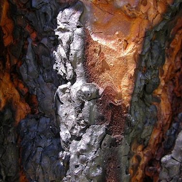 fire-scarred pine bark, East Fork Mission Creek at Peavine Canyon, Chelan County, Washington