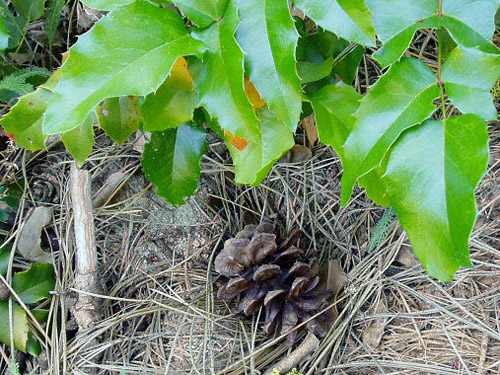 pine cone with understory oregon-grape, East Fork Mission Creek at Peavine Canyon, Chelan County, Washington
