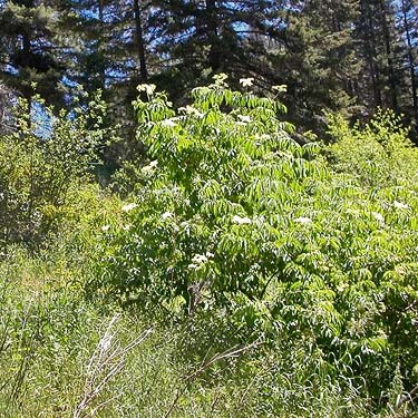 elderberry at parking area, East Fork Mission Creek at Peavine Canyon, Chelan County, Washington
