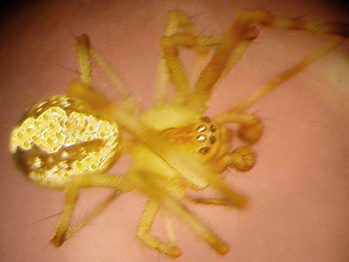 Theridion neomexicanum, theridiid spider, swept from field, East Fork Mission Creek at Peavine Canyon, Chelan County, Washington
