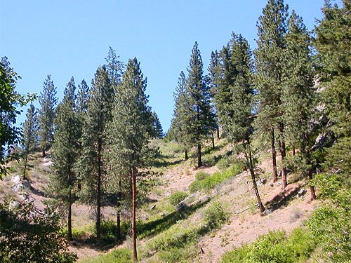 open Ponderosa pine stand, East Fork Mission Creek at Peavine Canyon, Chelan County, Washington
