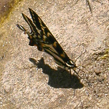 swallowtail butterfly, East Fork Mission Creek at Peavine Canyon, Chelan County, Washington