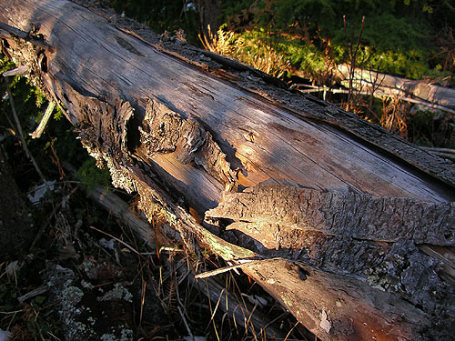 loose bark on a horizontal, suspended snag, 2006 clearcut on Mowich Lake Road, Pierce County, Washington
