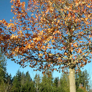 fall color in a parking lot, Bonney Lake, Washington, 7 December 2014