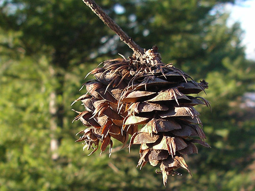 open Douglas-fir cones attached to a bare tree, 2006 clearcut on Mowich Lake Road, Pierce County, Washington