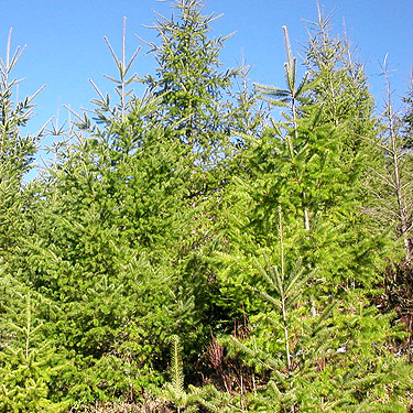 rich Douglas-fir foliage, 2006 clearcut on Mowich Lake Road, Pierce County, Washington