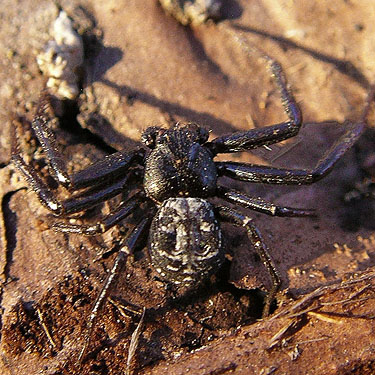 Male crab spider Coriarachne brunneipes from under snag bark, 2006 clearcut on Mowich Lake Road, Pierce County, Washington