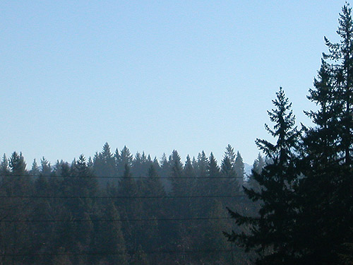 fog remnants in trees near Carbonado, Washington on 7 December 2017