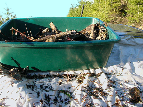 sifting alder litter on back of car, 2006 clearcut on Mowich Lake Road, Pierce County, Washington
