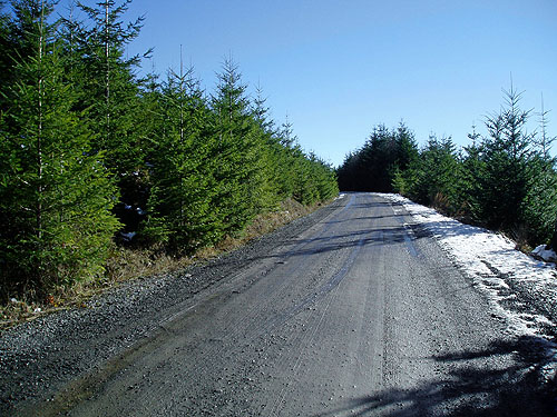 Field site in 2006 clearcut on Mowich Lake Road, Pierce County, Washington