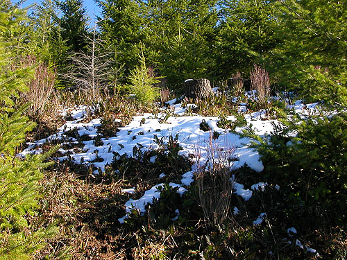 snow patch between young Douglas-firs, 2006 clearcut on Mowich Lake Road, Pierce County, Washington