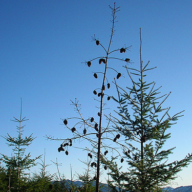 open Douglas-fir cones up in a bare tree