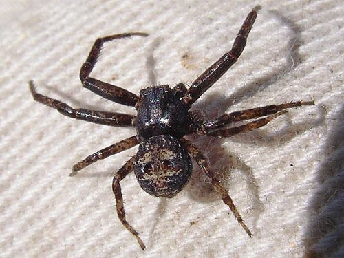 crab spider Bassaniana utahensis from roadside pine cones, Naneum Creek (at Naneum Road bridge), Kittitas County, Washington