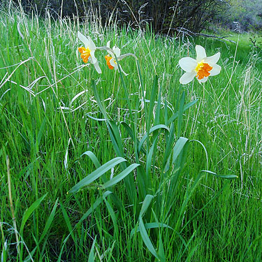 white daffodil among meadow grass north of Naneum Creek (at Naneum Road bridge), Kittitas County, Washington