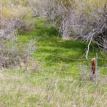 lush meadow across fence at Naneum Creek (at Naneum Road bridge), Kittitas County, Washington