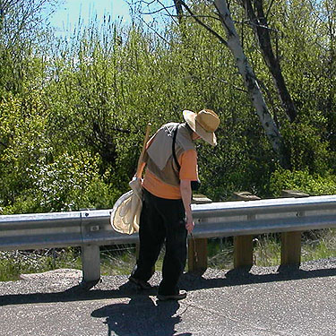 Laurel Ramseyer spider-hunting on bridge railing, Naneum Creek (at Naneum Road bridge), Kittitas County, Washington