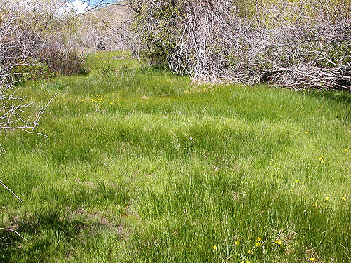 lush riparian meadow, Naneum Creek (at Naneum Road bridge), Kittitas County, Washington