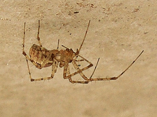 linyphiid spider Pityohyphantes minidoka on bridge, Naneum Creek (at Naneum Road bridge), Kittitas County, Washington