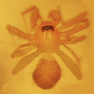 male of undescribed oonopid spider Orchestina sp., Naneum Creek (at Naneum Road bridge), Kittitas County, Washington