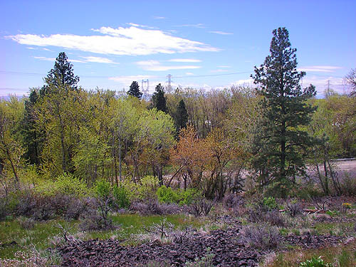 scattered ponderosa pine trees in riparian cottonwood, Naneum Creek (at Naneum Road bridge), Kittitas County, Washington