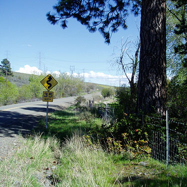 roadside pine cones, Naneum Creek (at Naneum Road bridge), Kittitas County, Washington