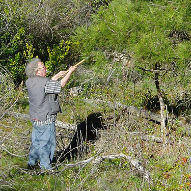Rod Crawford beating pine folinage at Naneum Creek (at Naneum Road bridge), Kittitas County, Washington