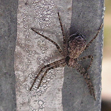 crab spider Philodromus spectabilis on bridge, Naneum Creek (at Naneum Road bridge), Kittitas County, Washington