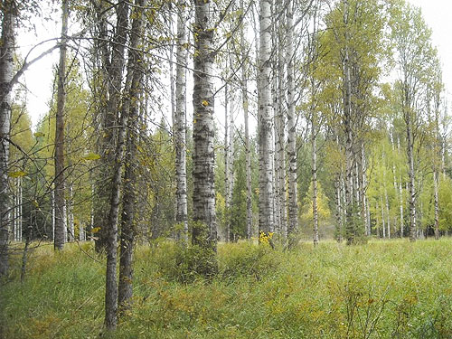 cottonwood trees, cottonwood grove site, McKenzie Conservation Area, Newman Lake, Spokane County, Washington