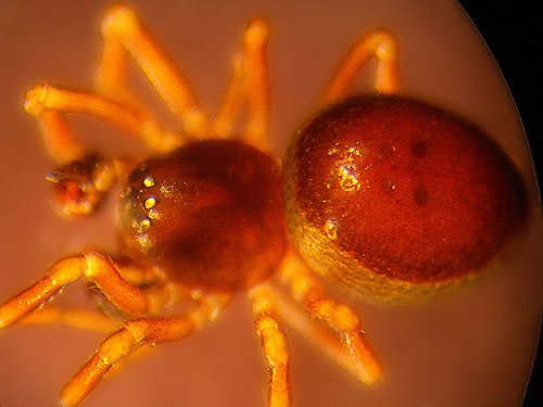 male microspider Ceratinella brunnea from leaf litter, cottonwood grove site, McKenzie Conservation Area, Newman Lake, Spokane County, Washington