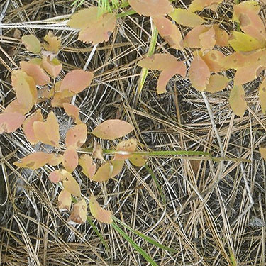 fall-colored woody plant, service building site, McKenzie Conservation Area, Newman Lake, Spokane County, Washington
