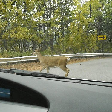 deer on road, SE of Newman Lake, Spokane County, Washington