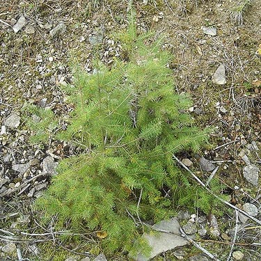 young Douglas-fir, cottonwood grove site, McKenzie Conservation Area, Newman Lake, Spokane County, Washington
