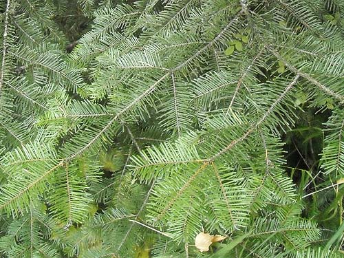 grand fir Abies grandis foliage, cottonwood grove site, McKenzie Conservation Area, Newman Lake, Spokane County, Washington