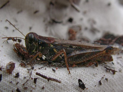 grasshopper Melanoplus sp. from pine cone, service building site, McKenzie Conservation Area, Newman Lake, Spokane County, Washington