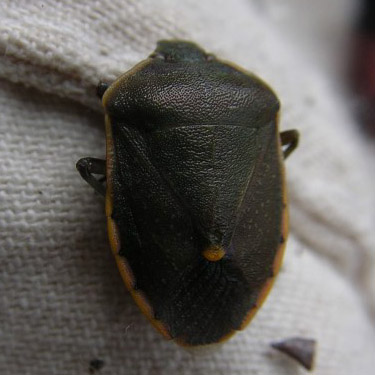 leathery shield bug Pentatomidae from cone, service building site, McKenzie Conservation Area, Newman Lake, Spokane County, Washington