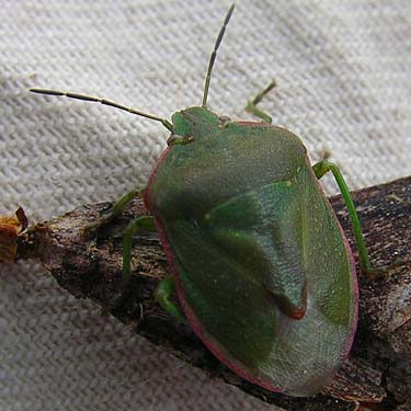 green leathery shield bug Pentatomidae, service building site, McKenzie Conservation Area, Newman Lake, Spokane County, Washington
