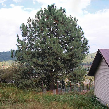 lone ponderosa pine at garden corner, service building site, McKenzie Conservation Area, Newman Lake, Spokane County, Washington