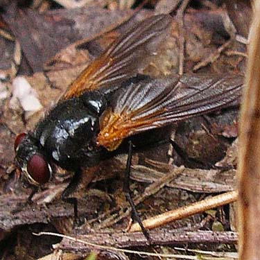 bee mimic fly, Muscidae, Mesembrina sp., service building site, McKenzie Conservation Area, Newman Lake, Spokane County, Washington