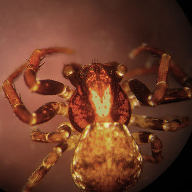 crab spider Ozyptila beaufortensis from litter, cottonwood grove site, McKenzie Conservation Area, Newman Lake, Spokane County, Washington