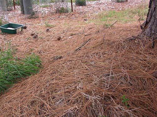rich pine litter under lone tree, service building site, McKenzie Conservation Area, Newman Lake, Spokane County, Washington