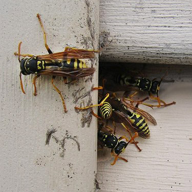 Polistes dominula paper wasps on service building site, McKenzie Conservation Area, Newman Lake, Spokane County, Washington