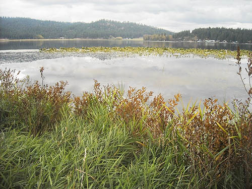 Shore of lake, service building site, McKenzie Conservation Area, Newman Lake, Spokane County, Washington