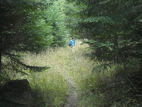 forest trail down to lake, McKenzie Conservation Area, Newman Lake, Spokane County, Washington