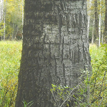 cottonwood trunk, cottonwood grove site, McKenzie Conservation Area, Newman Lake, Spokane County, Washington