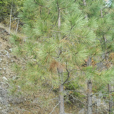 young ponderosa pine tree, service building site, McKenzie Conservation Area, Newman Lake, Spokane County, Washington