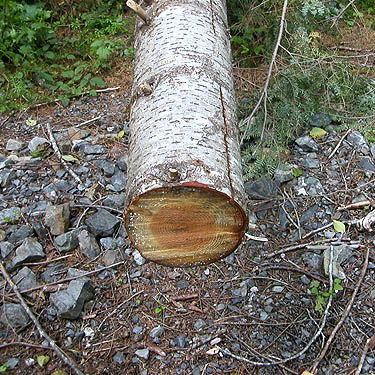cut 30-year-old windfall log, Sunset Mine trail, Index-Galena Road washout area near Index, Washington