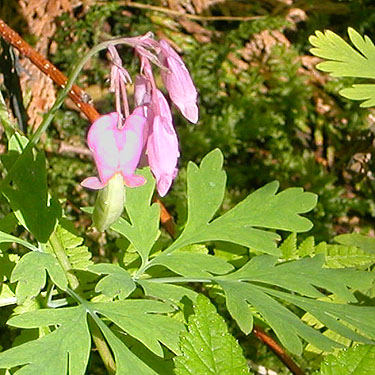 pacific bleeding-heart Dicentra formosa, food plant of butterfly Parnassius clodius, Index-Galena Road washout area near Index, Washington