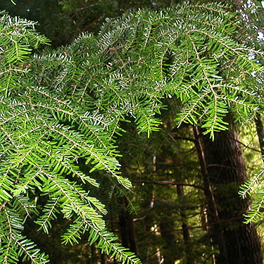 western hemlock foliage Tsuga heterophylla, Index-Galena Road washout area near Index, Washington